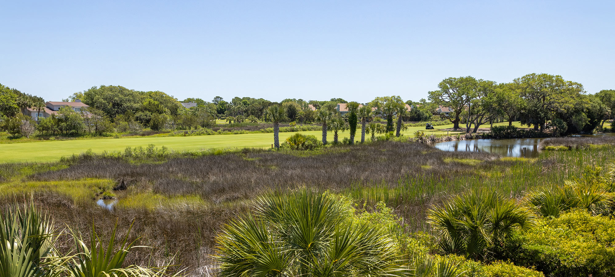 Treeloft view of marsh