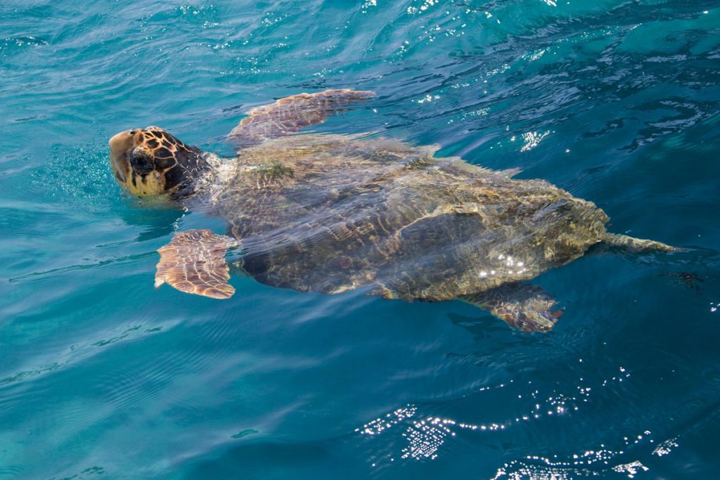loggerhead sea turtle