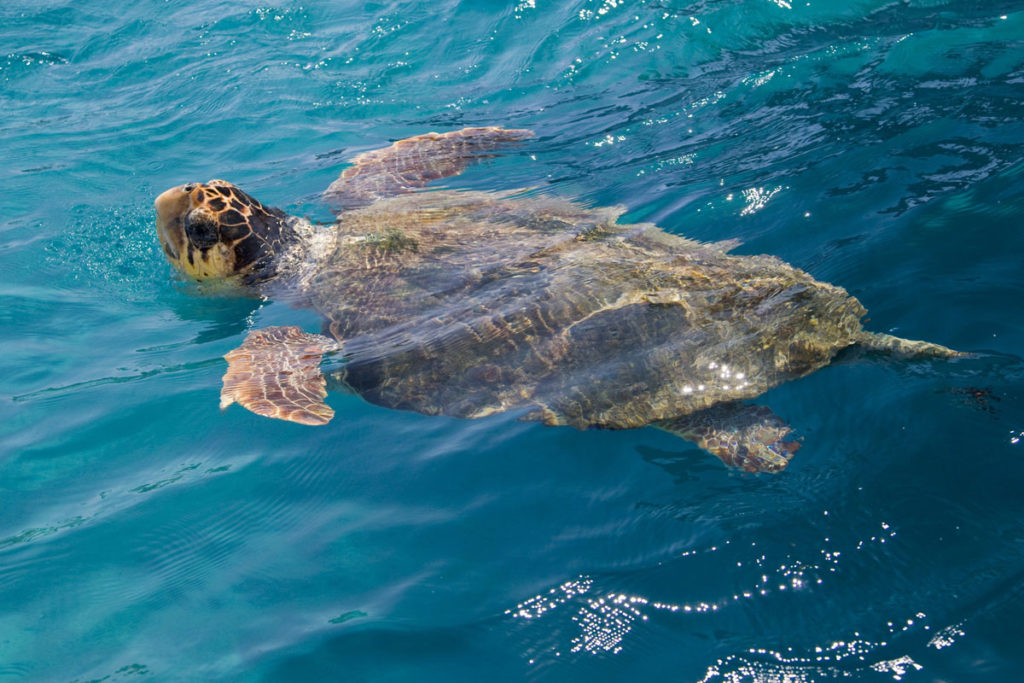 loggerhead-sea-turtle