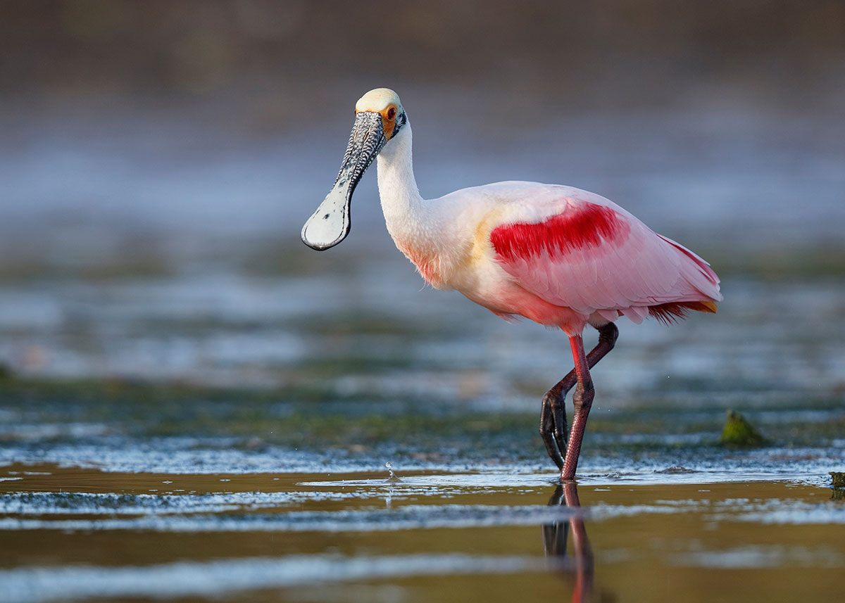 roseate spoonbill