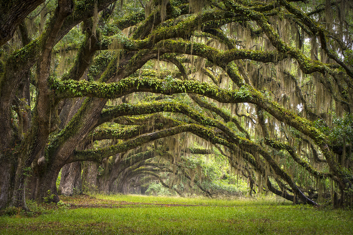 oak trees covered with spanish moss in charleston, south carolina