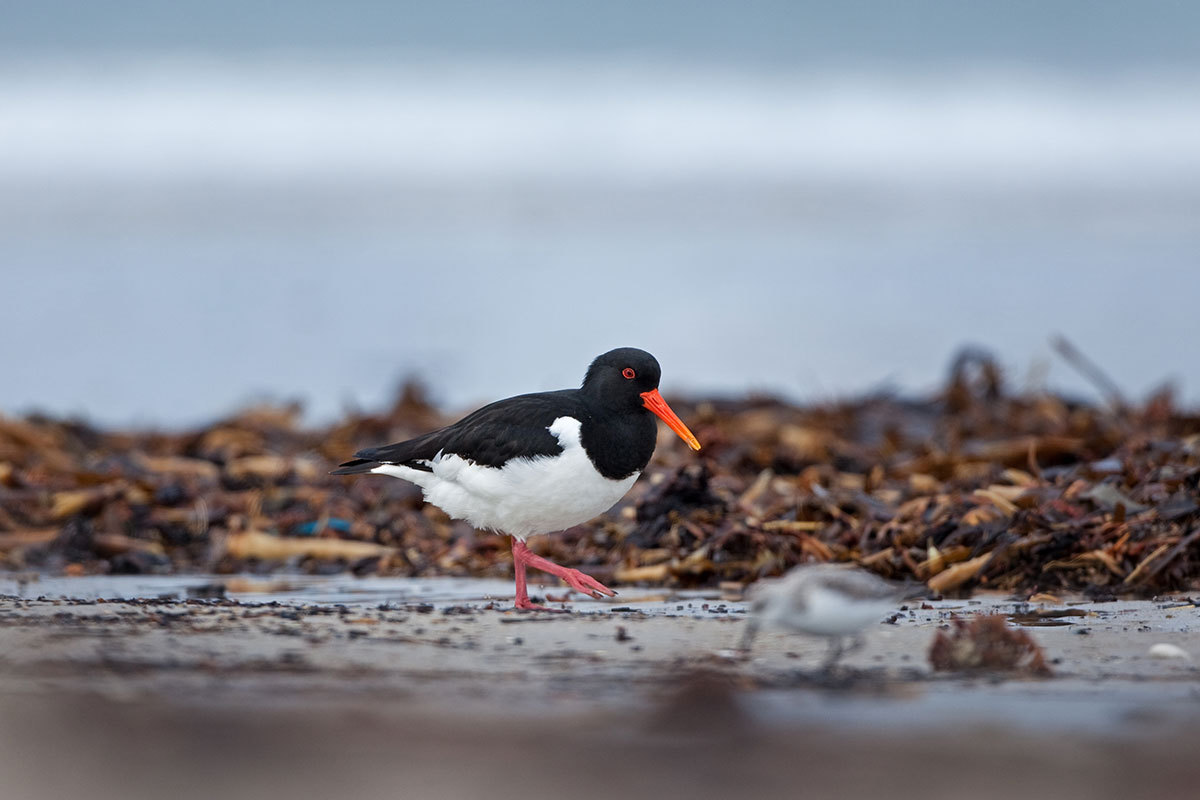 bird walking in the mulch