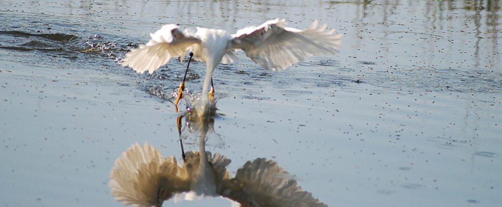 egret on seabrook island