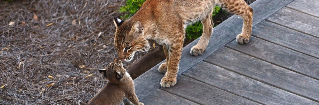 bobcats on seabrook island