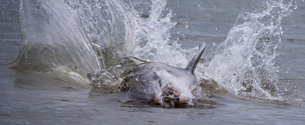 dolphins feeding on seabrook island
