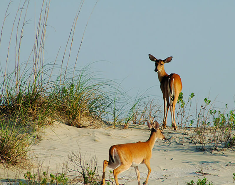 white tailed deer on the beach at seabrook island