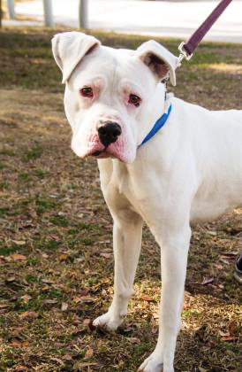 Charleston animal society dog Cadet