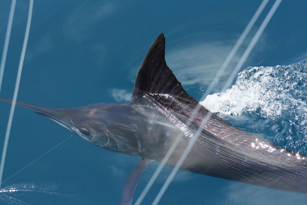 bohicket invitational billfish tournament