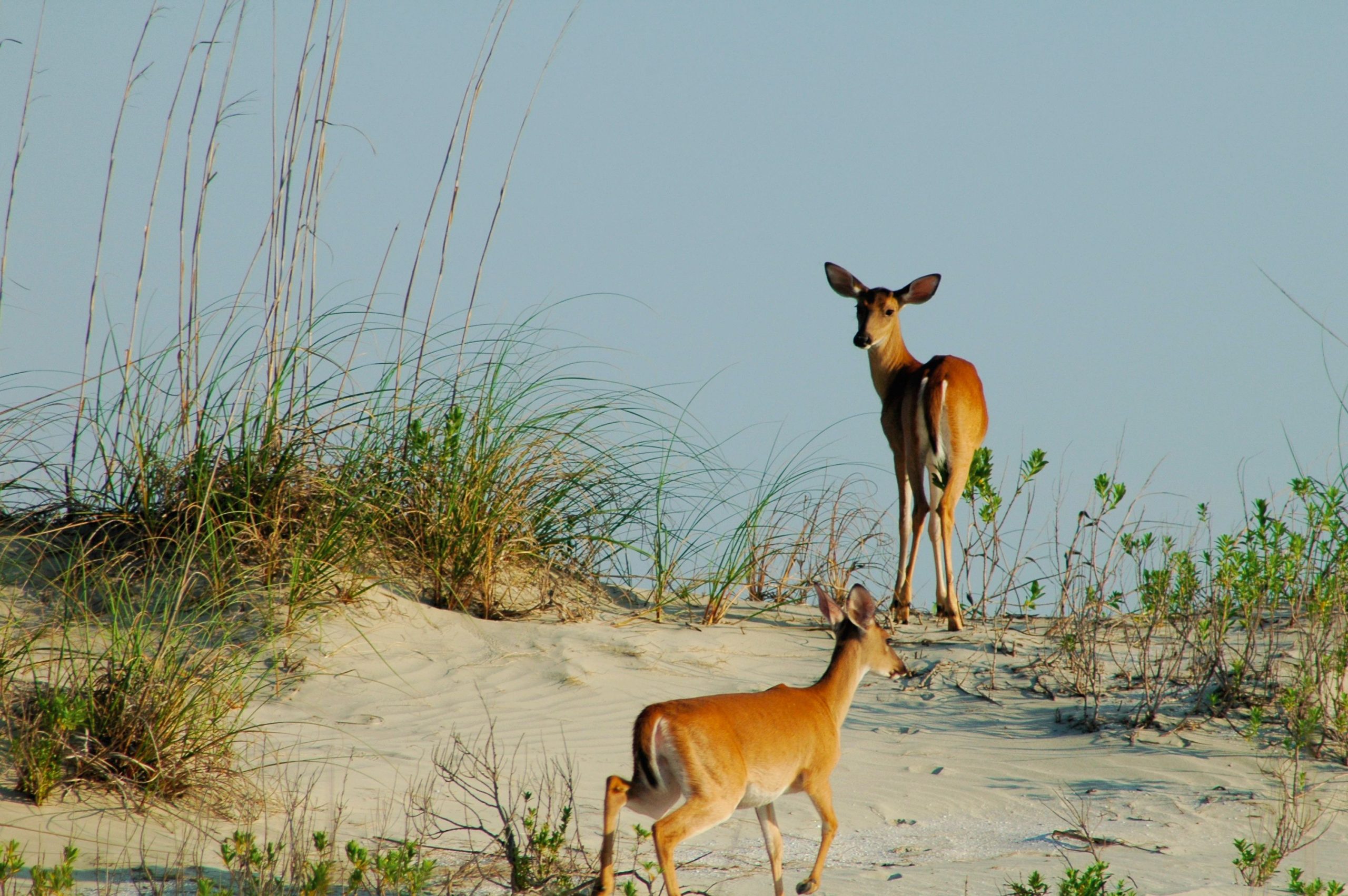 deer-on-dunes-seabrook-island