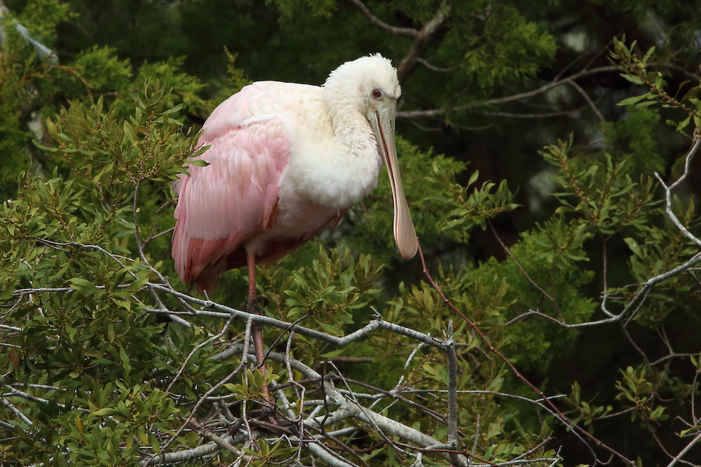 Roseate Spoonbill Seabrook Island