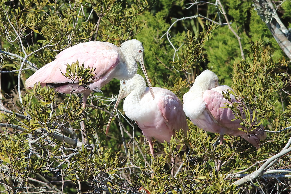 Roseate Spoonbill