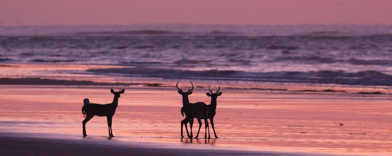 Wildlife in Charleston